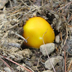 Amanita Flavorubens 'Yellow Blusher'